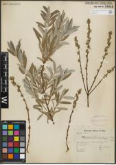 Foto von Salix repens subsp. rosmarinifolia (L.) Andersson